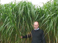 Elephant Grass Seeds - 100 Seeds - Tallest Grass for Privacy & Erosion Control - Cenchrus purpureus