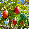 Tamarillo Seeds 20 Pack - Cyphomandra Betacea Tomato Tree Fast Growing Exotic Fruit Seeds