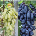 Mixed Finger Grape Seeds - Non-GMO Vitis vinifera for Home Gardening, Easy Fruit Growing, Climbing Vine Seeds