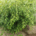 Rare Black Bamboo Cutting Plant - Rooted, Clumping, Phyllostachys nigra, Privacy Fence, Landscape, Container Gardening