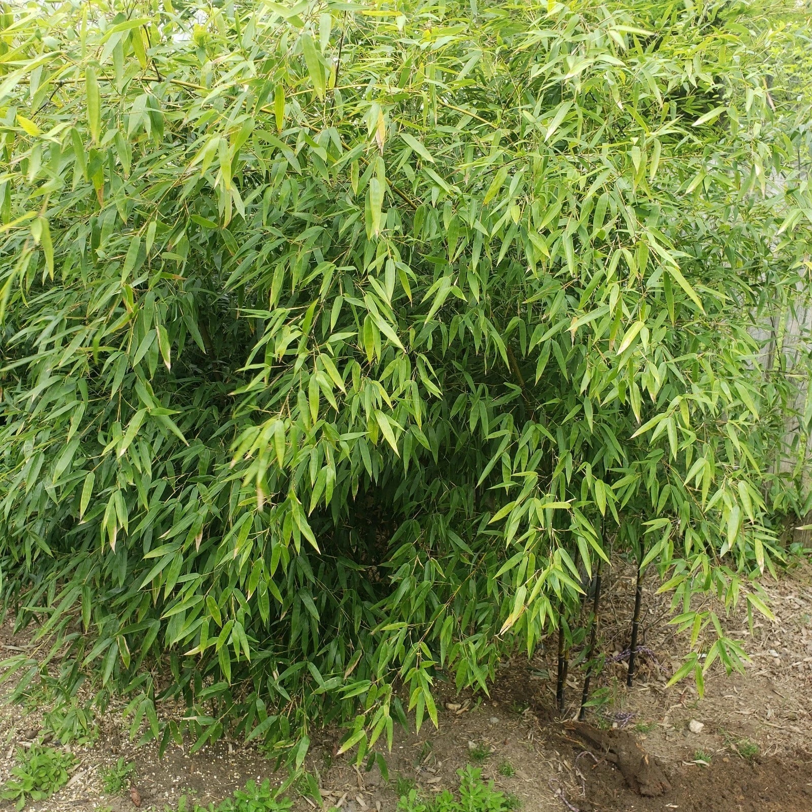 Rare Black Bamboo Cutting Plant - Rooted, Clumping, Phyllostachys nigra, Privacy Fence, Landscape, Container Gardening