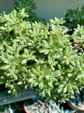 Aeonium Sedifolium Variegated Cuttings - Dwarf Succulent Propagation - 10 Branches - Crassulaceae