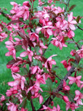 Royal Raindrops Crabapple Seeds - Malus 'Royal Raindrops' for Garden Planting, Ornamental Tree, 25+ Pack
