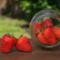 Bare Root Galletta Strawberry Plants | High-Yield June-Bearing Fragaria × ananassa