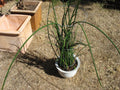 Sansevieria Lancia Cuttings - Rare 3 Rooted Snake Plant Cuttings for Indoor Houseplant