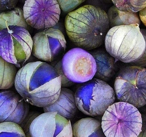 Coban Tomatillo Seeds - 100 Count - Exotic Purple Variety - Physalis ixocarpa - Edible Fruit for Garden or Container