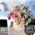 Phlox Seeds 125 Packets - Strawberry Peach Color - Annual Garden Flower Seeds - Phlox paniculata