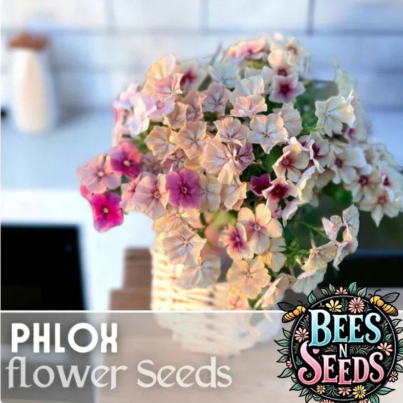 Phlox Seeds 125 Packets - Strawberry Peach Color - Annual Garden Flower Seeds - Phlox paniculata
