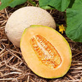 Hales Best Jumbo Cantaloupe Seeds | Heirloom Non-GMO Cucumis melo | Pack of 1050 Seeds for Home Garden & Small Farm
