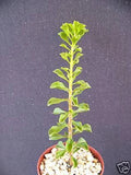 Rare Pereskia portulacifolia Cactus Plant - 4-Inch Natural Bonsai Caudex Succulent for Collectors