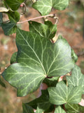 English Ivy Cuttings - 10 Live Hedera helix Plants for Groundcover & Living Fence
