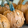Grizzly Bear Pumpkin Seeds - 25+ Pack for Garden Planting - Cucurbita pepo - Large, Vibrant, USA Grown