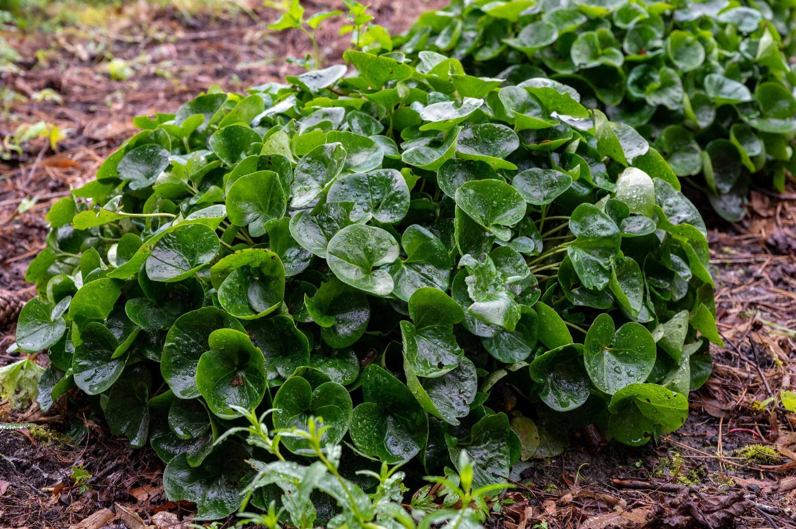 Wild Ginger Seeds - 10 Pack, Ground Cover, Fragrant Rhizomes, Asarum canadense, Perennial, Shade Plant