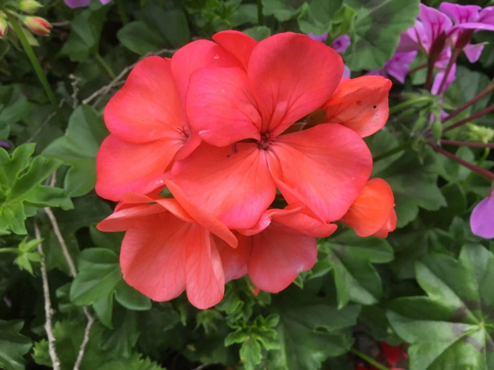 Brilliant Orange-Salmon Geranium Cuttings - Pelargonium x hortorum - 6 Rooting Propagation Sets