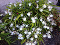 Cereus Night Blooming Cactus - Live Rooted 7-8” Fragrant Flowering Cactus