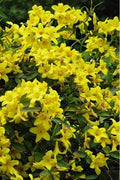 Bignonia Crossvine Starter Plant - Yellow Flowering Climbing Vine - Attracts Hummingbirds & Butterflies - Bignonia capreolata