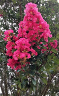 Hot Pink Crepe Myrtle Trees - 2 Live Rooted Cuttings - Lagerstroemia indica