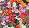 Sweet Pea Seeds Mix - 36" Dwarf Vine, Non-GMO, Lathyrus odoratus, Container Planting, 50 Seeds