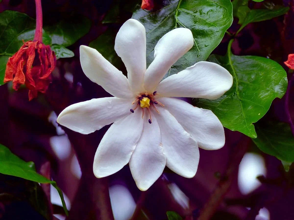 Cape Jasmine Flower Seeds - Gardenia jasminoides - Small Bush, Fragrant White Blooms, Garden Plant Seeds