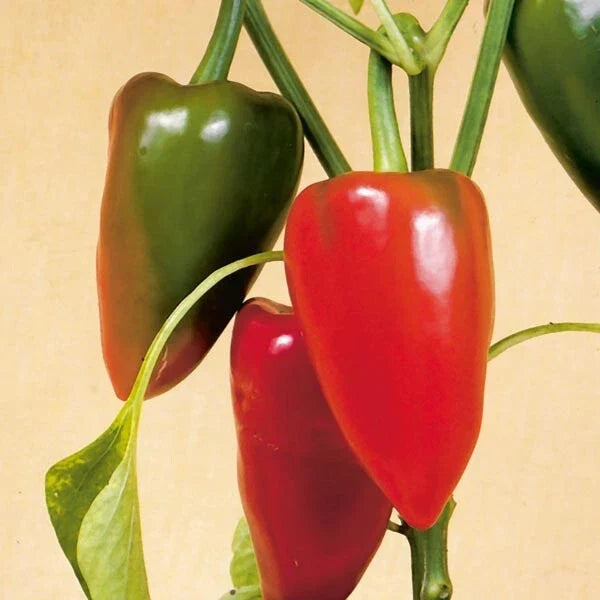 Pimento Pepper Seeds, Heirloom Non-GMO, Sweet Flavor, Capsicum annuum, Garden, Salad, Sauce, Container Planting