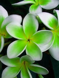 Plumeria Seeds - 5 Green White Hawaiian Fragrant Perennial Flowers - Plumeria spp. for Tropical Gardens & Containers
