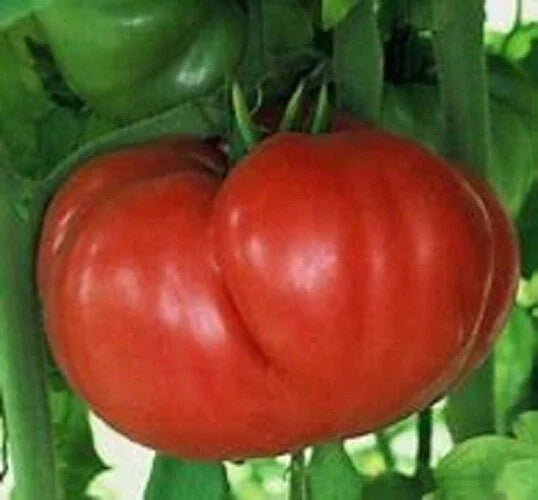 Crnkovic Yugoslavian Heirloom Tomato Seeds – 25 Fresh Solanum lycopersicum Seed Pack for Garden & Culinary Use