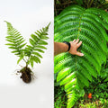 Live Cyathea Horrida Tree Fern 6" - Exotic Rare Indoor Outdoor Plant