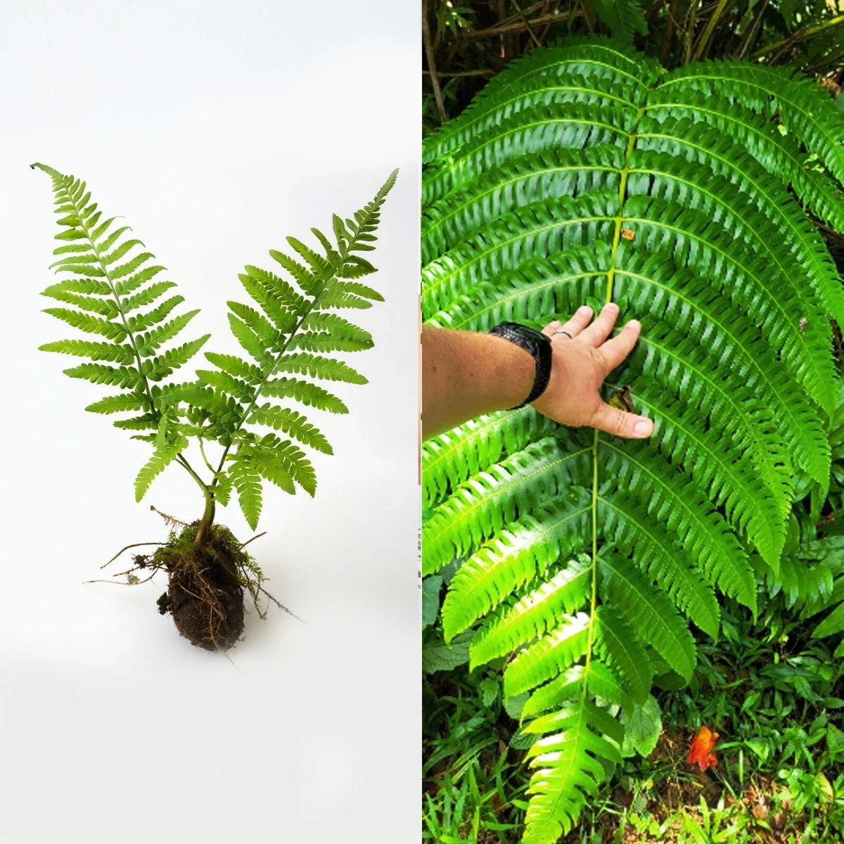 Live Cyathea Horrida Tree Fern 6" - Exotic Rare Indoor Outdoor Plant