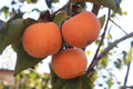 Date Plum Persimmon Seeds - 10 Flowering Fruit Tree Seeds Diospyros lotus, Deciduous Tree, Edible Fruit, Garden Planting