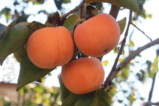 Date Plum Persimmon Seeds - 10 Flowering Fruit Tree Seeds Diospyros lotus, Deciduous Tree, Edible Fruit, Garden Planting