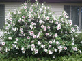 Rose of Sharon Live Plant - Well-Rooted Shrub - Hibiscus syriacus - 8"-42" Tall Garden Flower