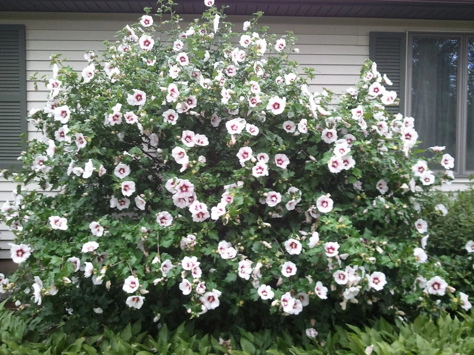 Rose of Sharon Live Plant - Well-Rooted Shrub - Hibiscus syriacus - 8"-42" Tall Garden Flower
