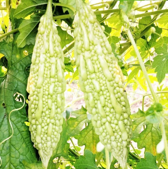 Bitter Melon Seeds White Pearl Variety - Momordica charantia - Vining Plant for Home Garden & Farming