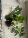 Rooted Indoor Plants Set - Jade, Cactus & Pothos for Home Décor and Air Purification