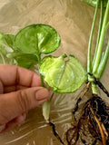 Syngonium ‘Berry Allusion’ Cutting - Rooted Live Indoor Houseplant, Variegated Foliage, Easy Care, Syngonium podophyllum