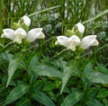 Turtlehead Seeds - Chelone obliqua 'Alba' - White Flowering Perennial Plant - 15 Seeds