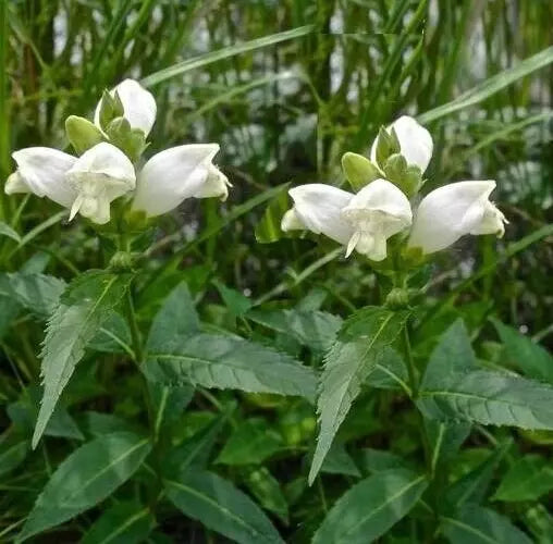Turtlehead Seeds - Chelone obliqua 'Alba' - White Flowering Perennial Plant - 15 Seeds