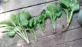 Live Hosta Plants 5 Pack - Sieboldiana Elegans - Shade Loving Perennials