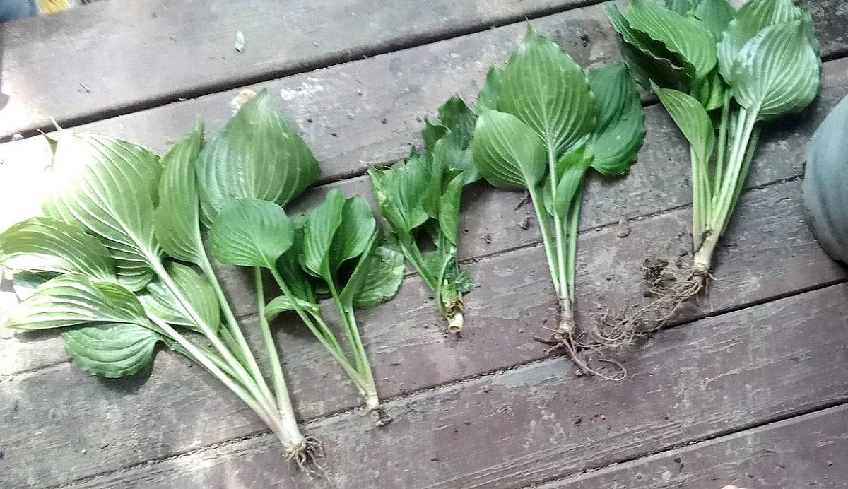 Live Hosta Plants 5 Pack - Sieboldiana Elegans - Shade Loving Perennials