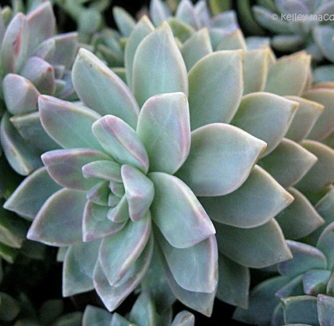 Graptopetalum Paraguayense Ghost Plant Cuttings - 3 Pack 2" Unrooted Succulents for Propagation