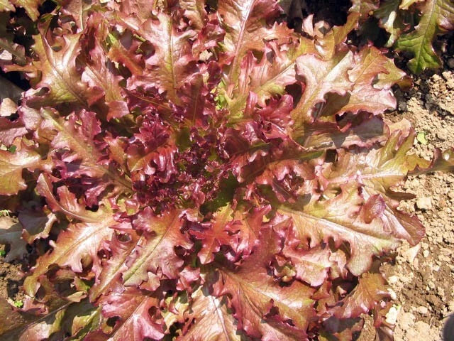 Red Salad Bowl Lettuce Seeds - 4g Lactuca sativa, Loose-Leaf, Red Leaf, Non-GMO, Fast-Growing, Salad Greens Seeds
