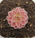 Pinguicula ehlersiae Butterworts Seeds - Carnivorous Houseplant for Indoor Gardens, Insect-Eating, Easy Care, Pet Safe