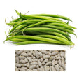 Blue Lake Bush Beans Seeds - Non-GMO Heirloom Phaseolus vulgaris Bulk Vegetable Garden Seeds