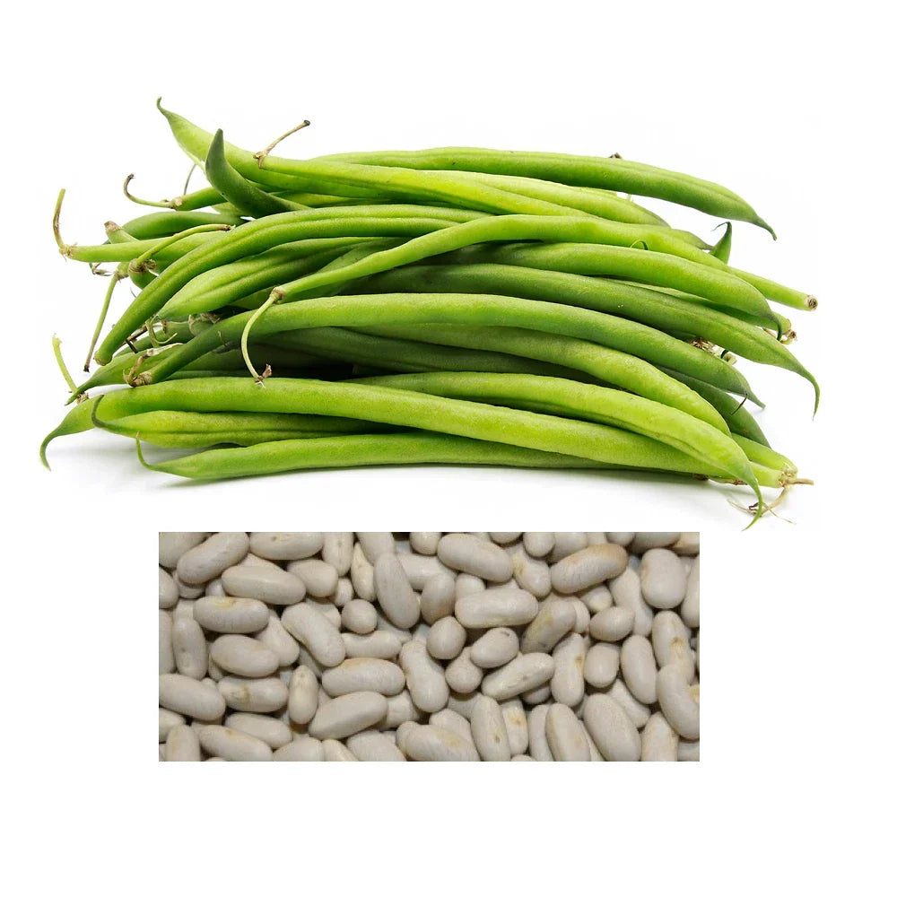 Blue Lake Bush Beans Seeds - Non-GMO Heirloom Phaseolus vulgaris Bulk Vegetable Garden Seeds