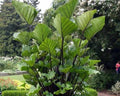Small Rooted Elephant Ear Plant - Colocasia esculenta Tea Cup Variety for Container & Shade Gardens