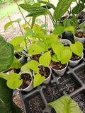 Rooted Neon Pothos Plant 2.5" Pot - Epipremnum aureum Indoor Houseplant, Low Light Tolerant, Greenery, Trailing Vine
