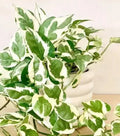 N'Joy Pothos Cuttings - 3 Fresh Stem Propagation Material - Epipremnum aureum Variegated Indoor Plant