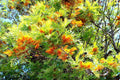 Silky Oak Tree Seeds 30 Pack - Grevillea robusta - Fast-Growing Tropical Ornamental Tree for Garden & Landscaping