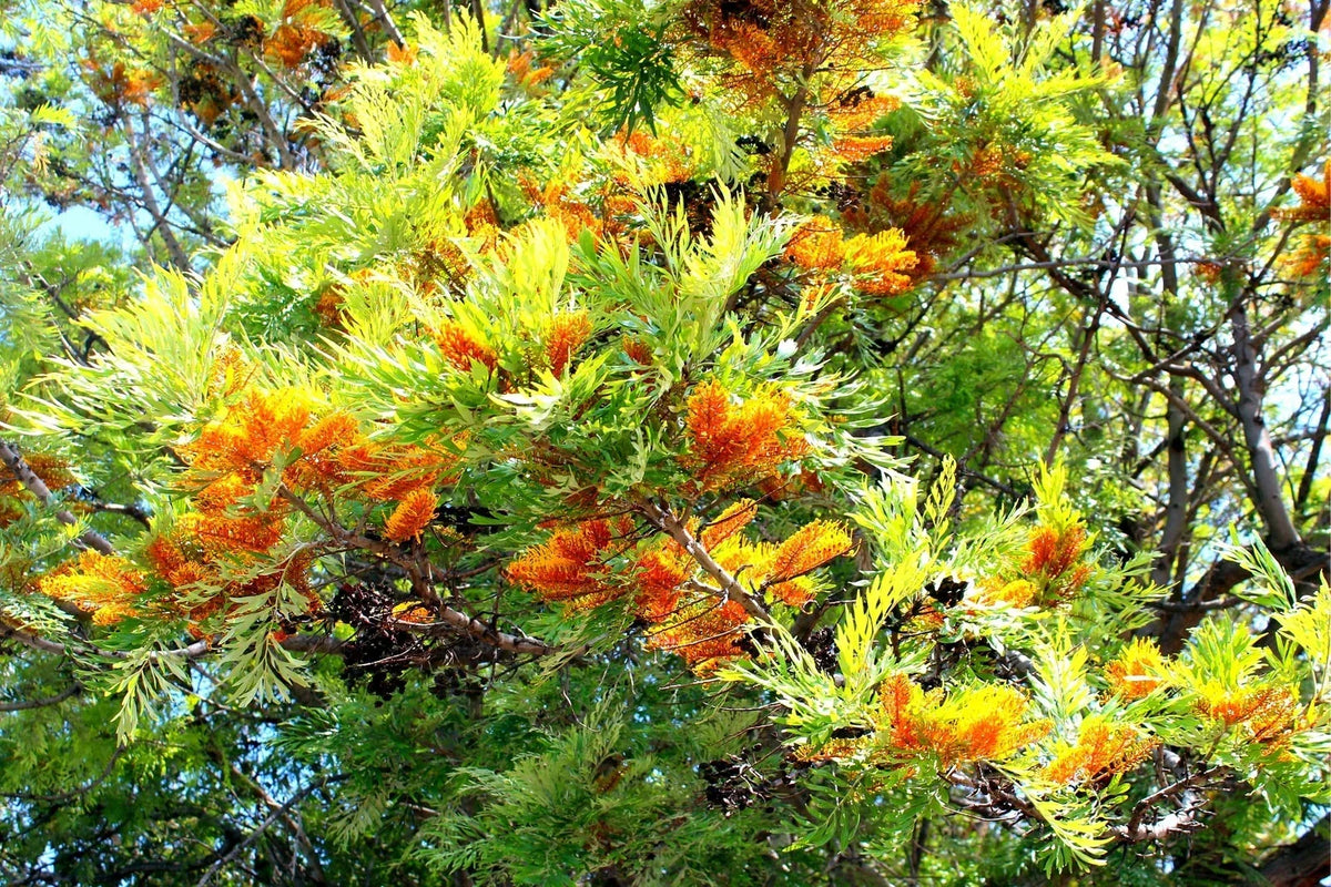 Silky Oak Tree Seeds 30 Pack - Grevillea robusta - Fast-Growing Tropical Ornamental Tree for Garden & Landscaping
