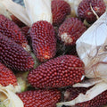 Strawberry Popcorn Seeds 30 Ct Non-GMO Zea mays everta Vegetable Garden Corn Seeds for Home Growing